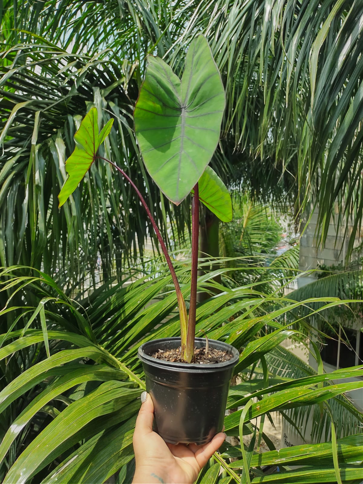 Colocasia Blue Hawaiian “6