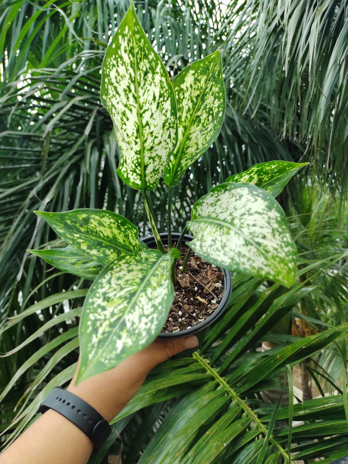 Aglaonema Snow White “5