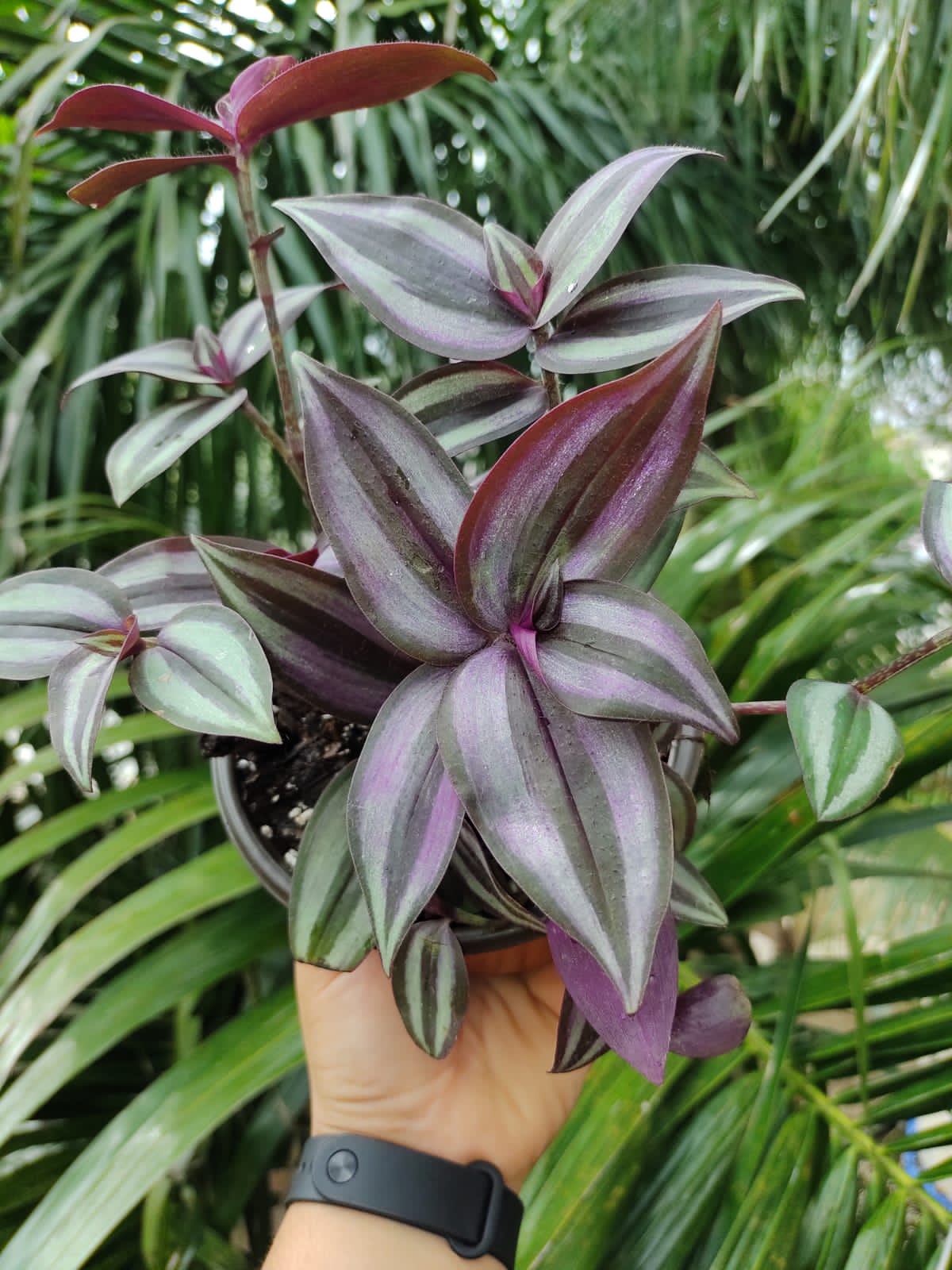 Tradescantia Zebrina "4