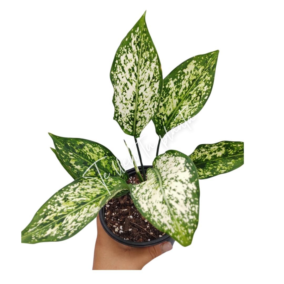 Aglaonema Snow White “5