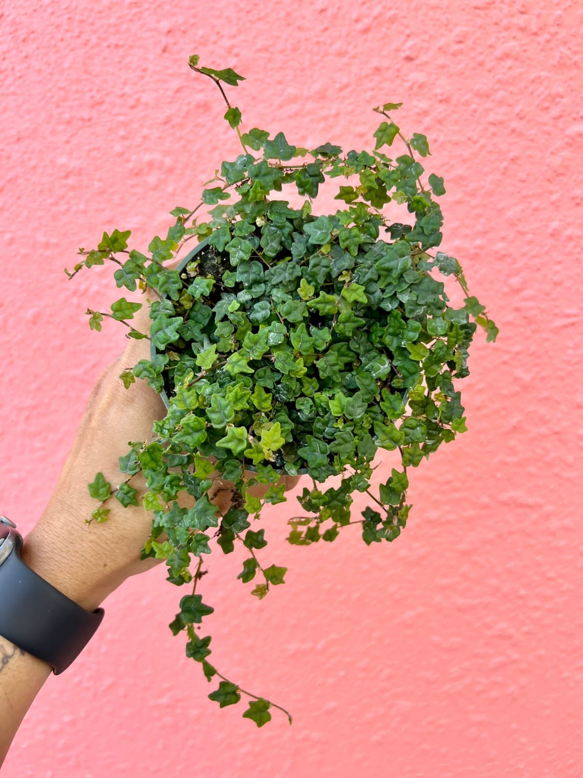 Ficus Quercifolia (Cadena de Ranitas) “4