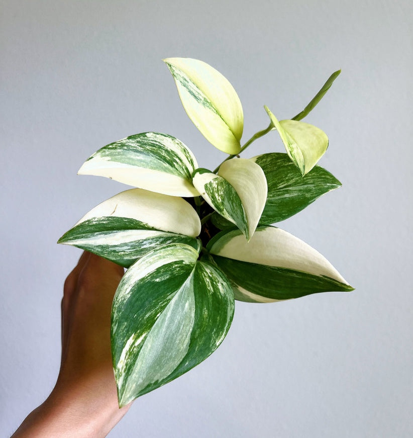 Scindapsus Rubicon "4