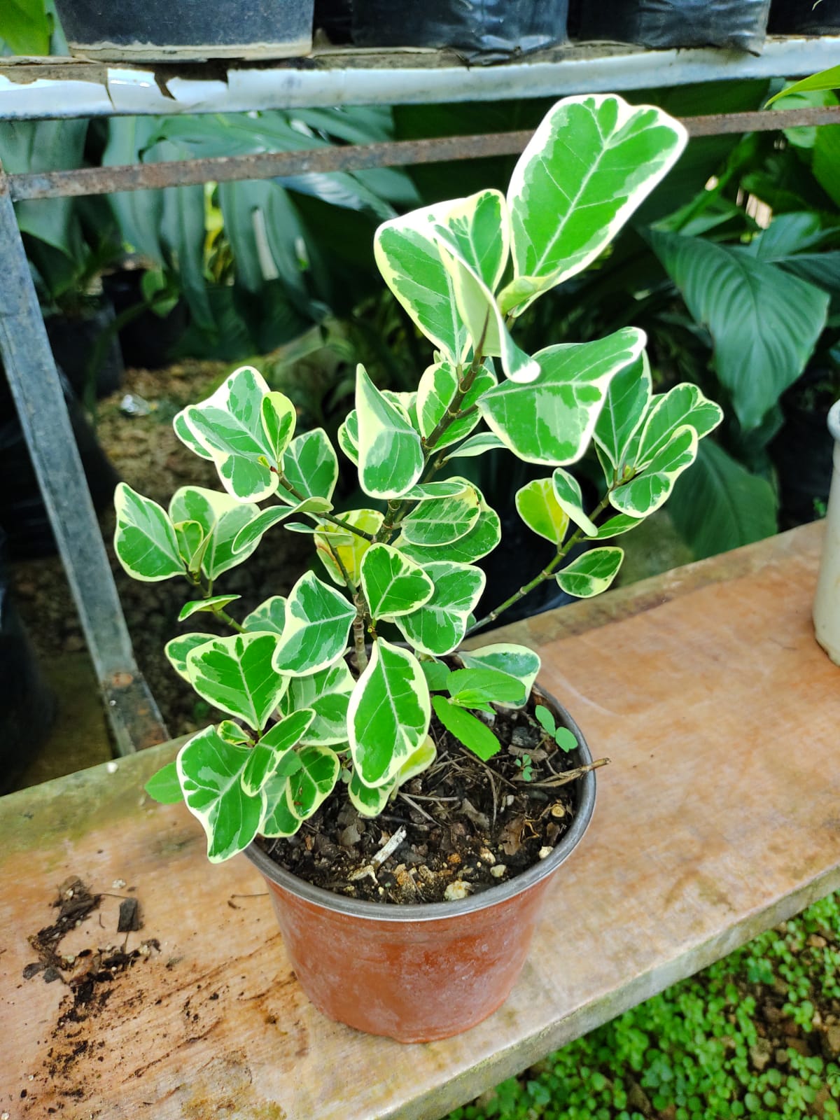 Ficus Triangularis “6