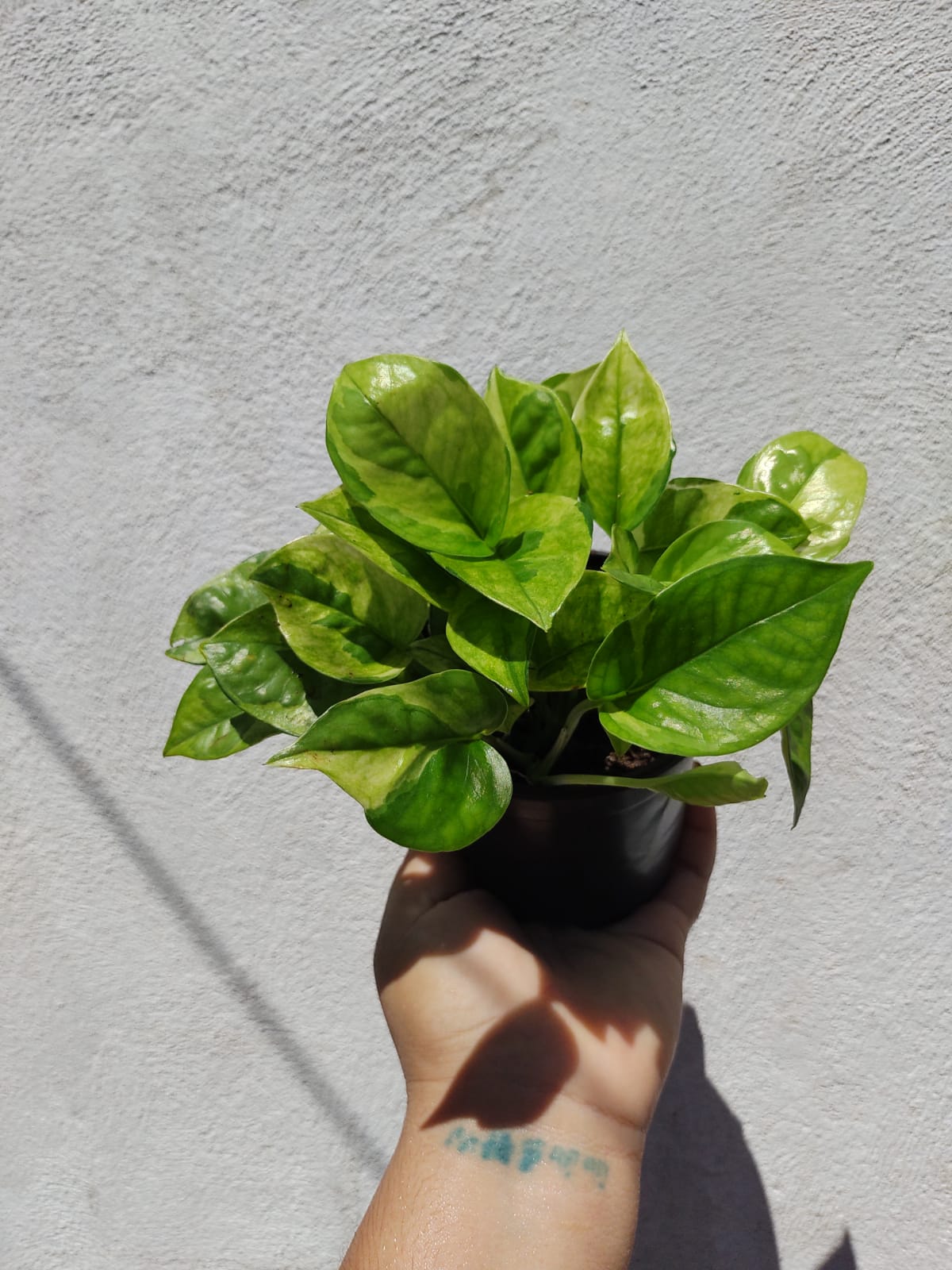 Paquete 10 pzas Pothos Emerald (Lemon Meringue)