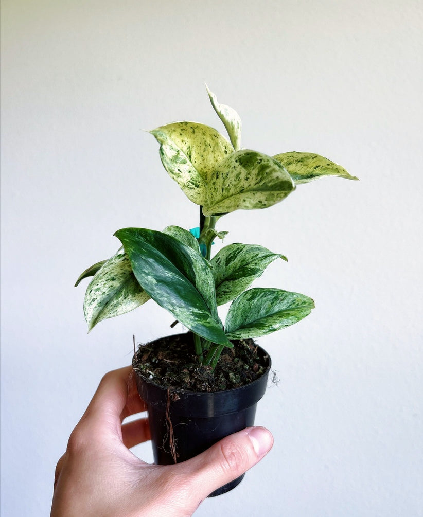 Scindapsus Moonlight Treubii Marble "4