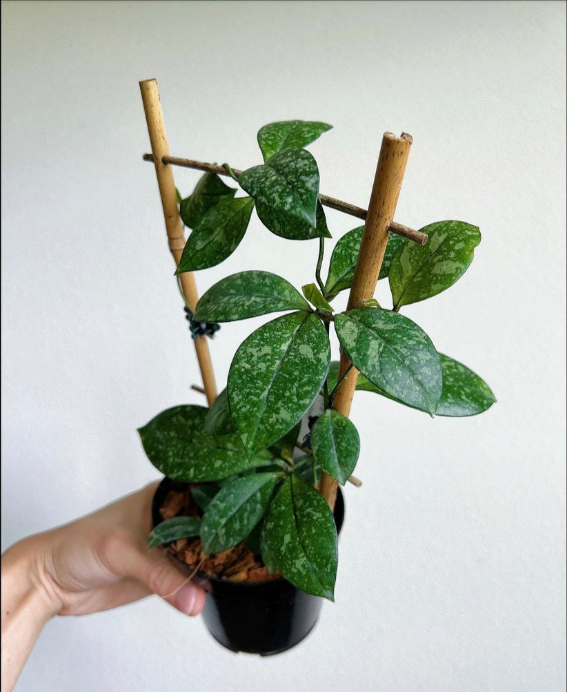 Hoya Crassipetiolata Splash "4