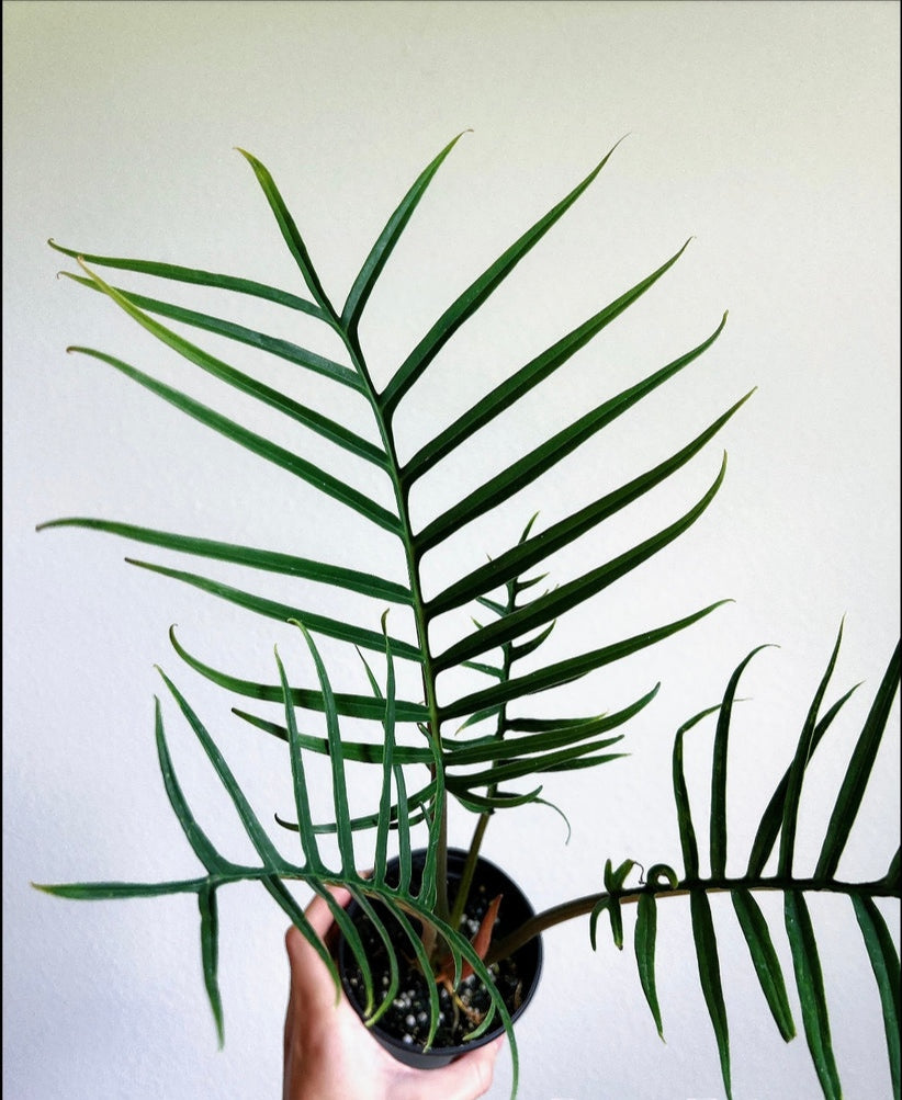 Philodendron Tortum "4 XL