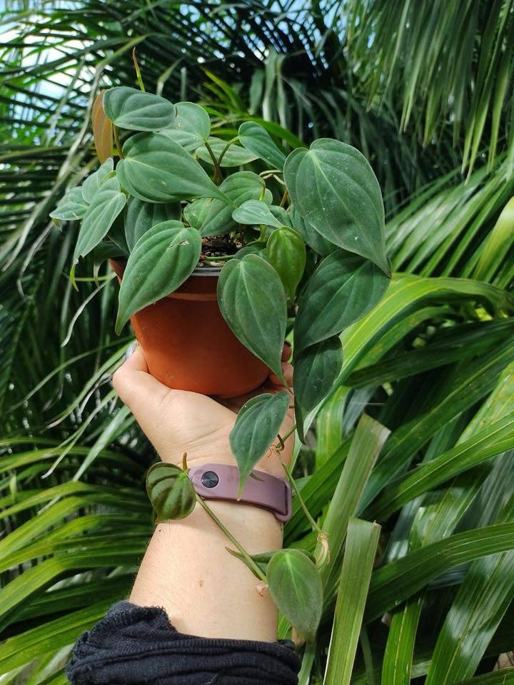 Philodendron Micans (rojo) “5