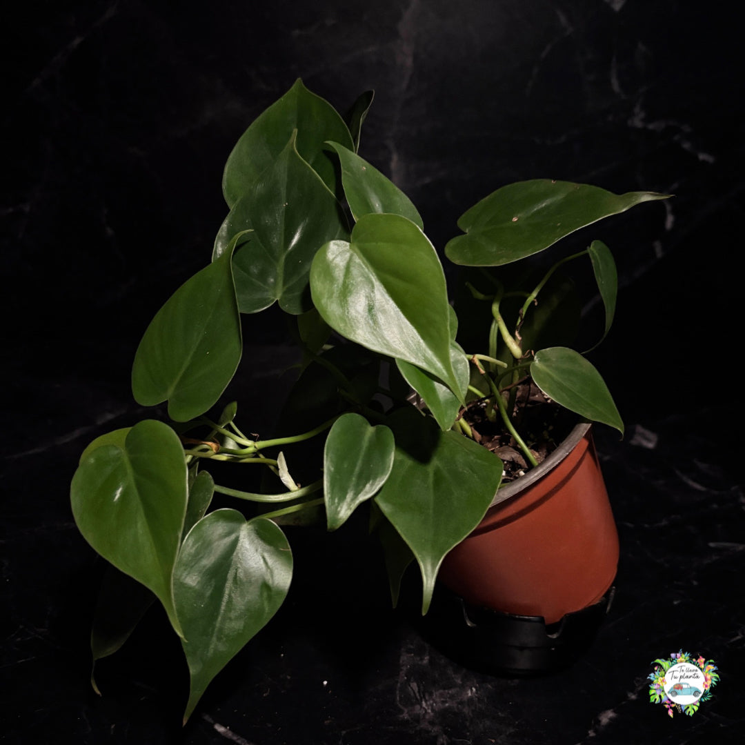 Philodendron Cordatum (hederaceum) “5