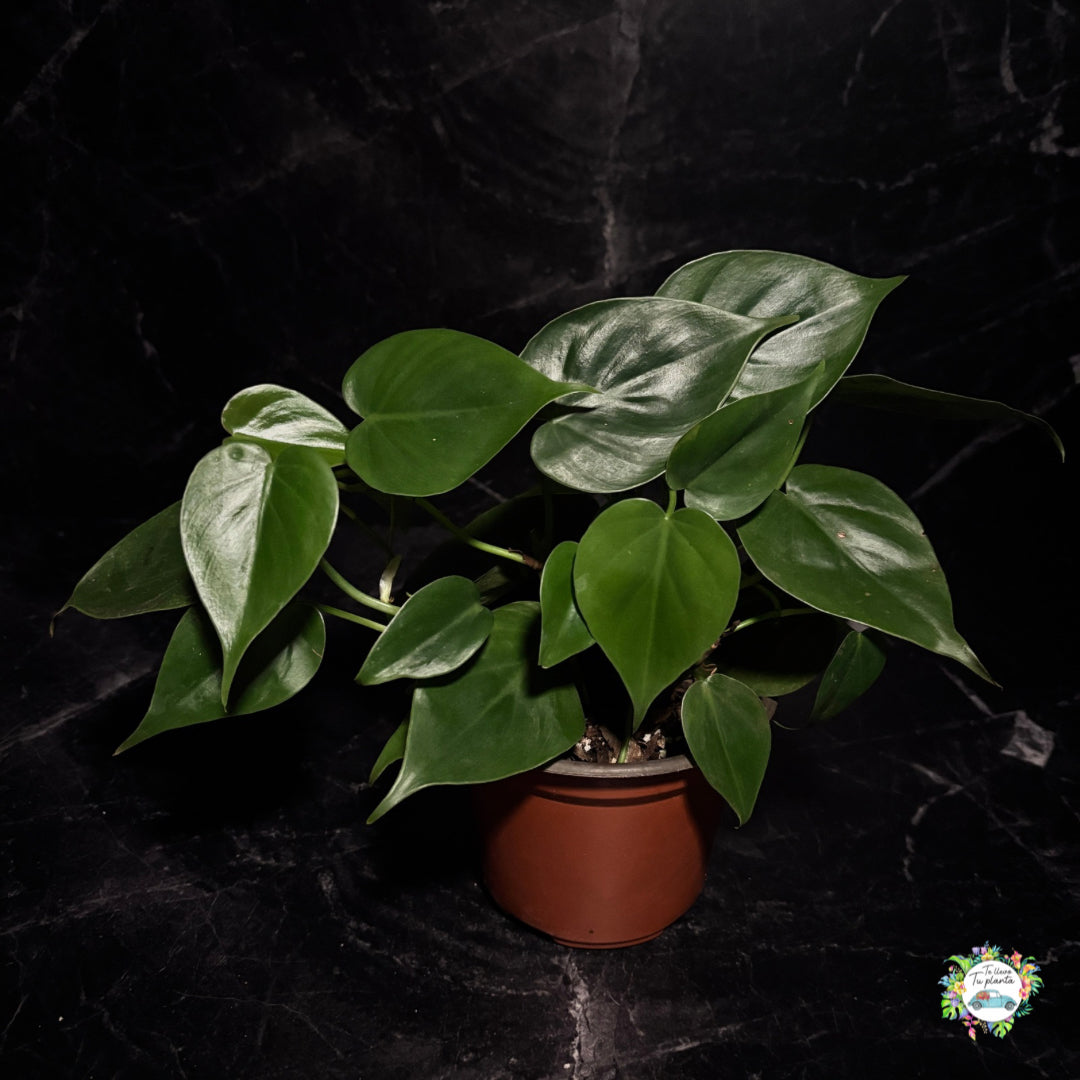 philodendron cordatum cuidados Philodendron Cordatum – tellevotuplanta