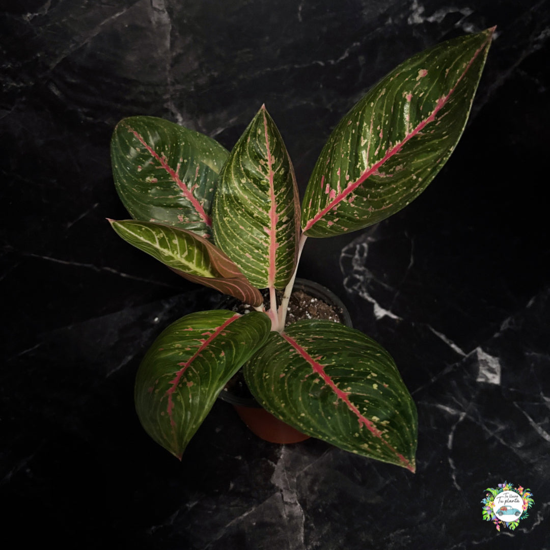 Aglaonema Legacy Green "4