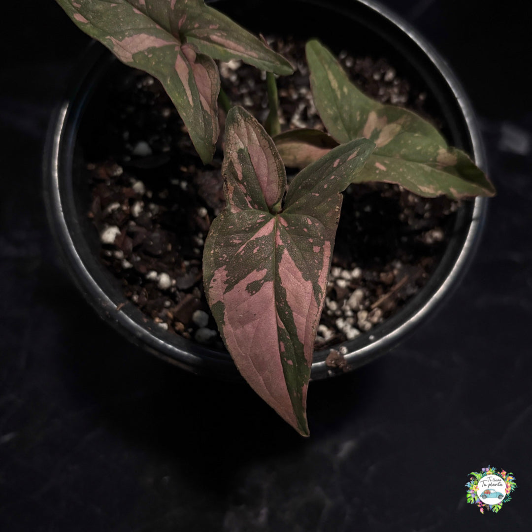 Syngonium Pink Splash "4