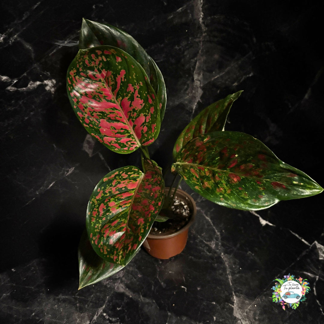 Aglaonema Lady Valentine "4