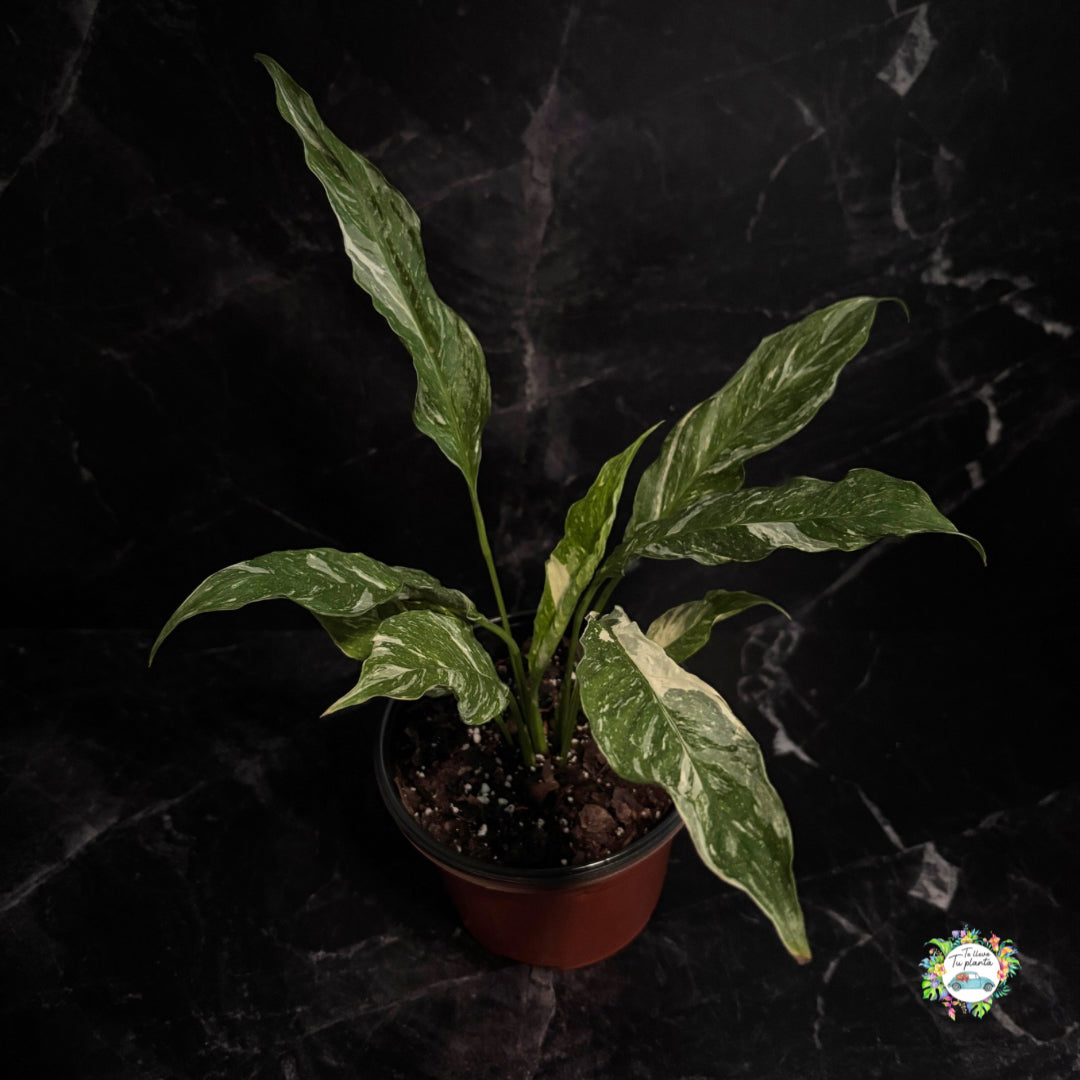 Spathiphyllum Variegado (Cuna de Moisés) “6