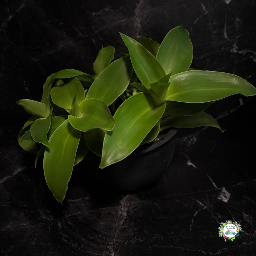 Callisia Fragans “10