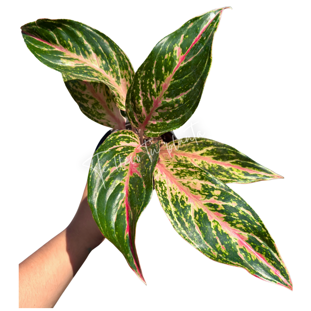 Aglaonema Pink Butterfly #5
