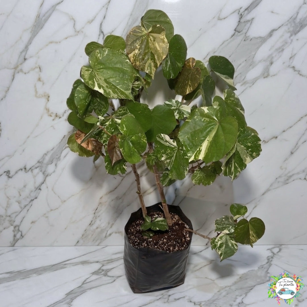 Hibiscus Tilleaceus Variegada (Majagua Arcoíris)