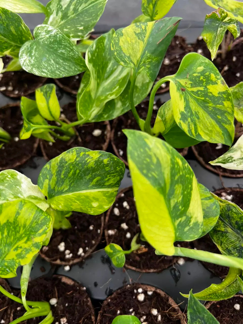 Monstera Electrolyte “2