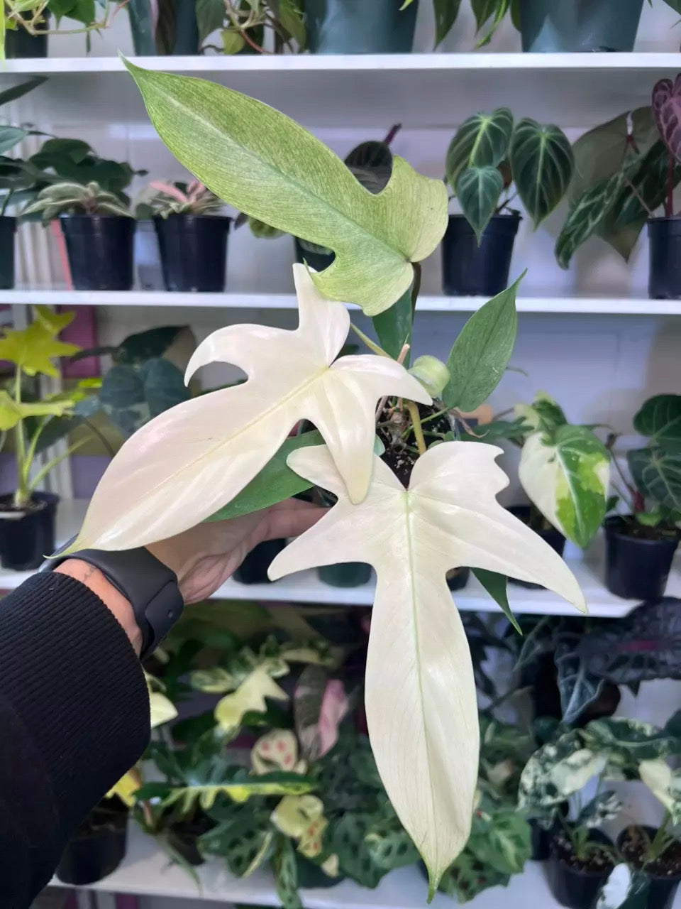 Philodendron Florida Ghost "4