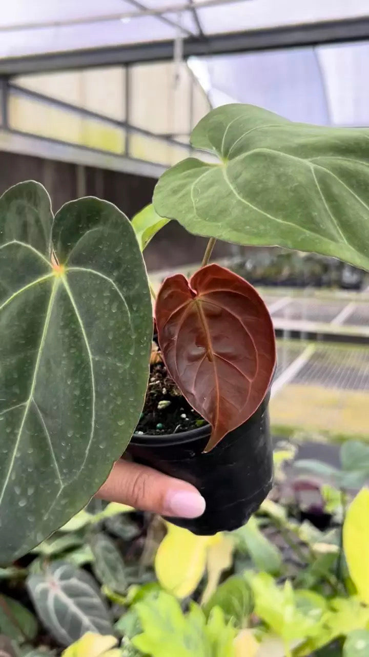 Anthurium Black Velvet X SKG