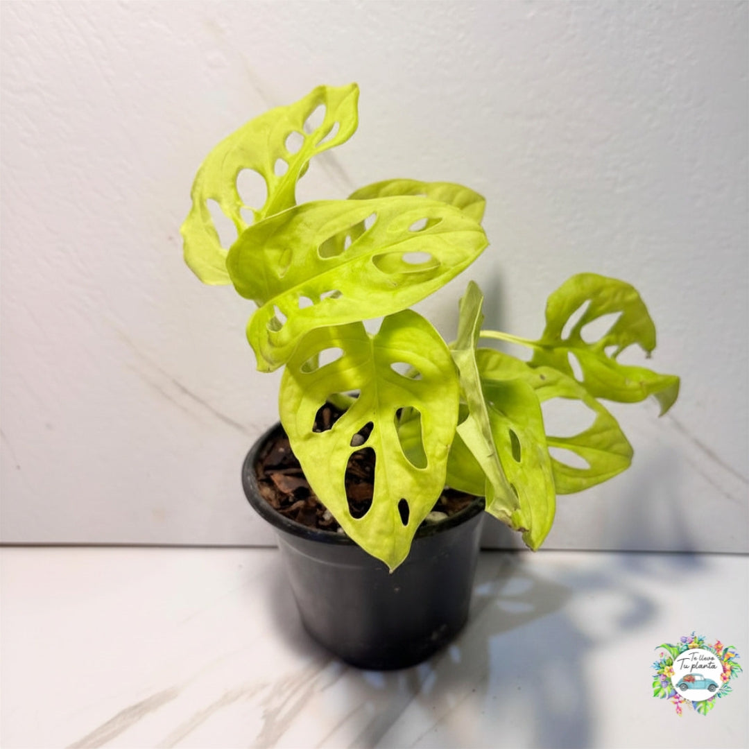 Monstera Adansonii Neon “4
