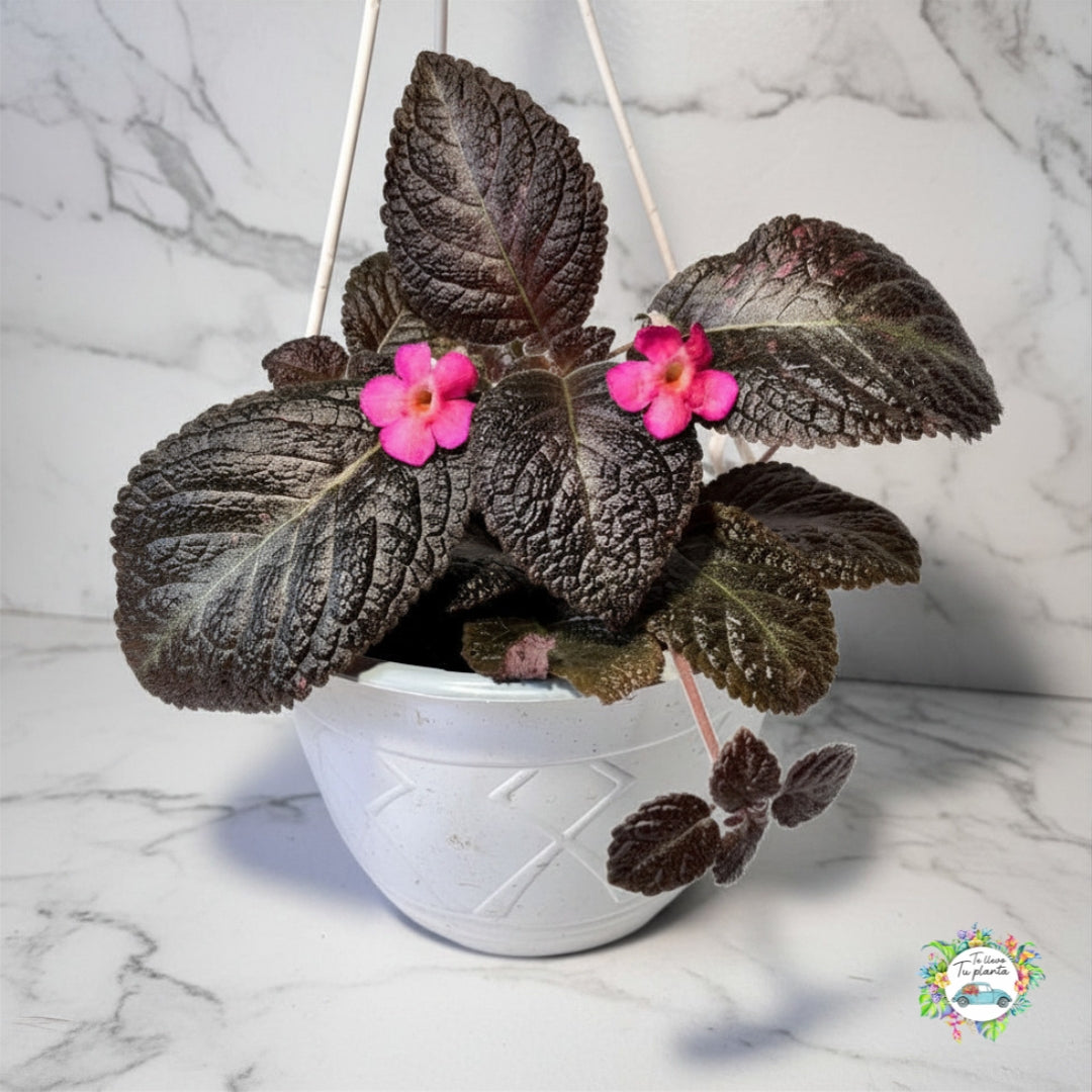 Episcia Colgante Flor rosa “7