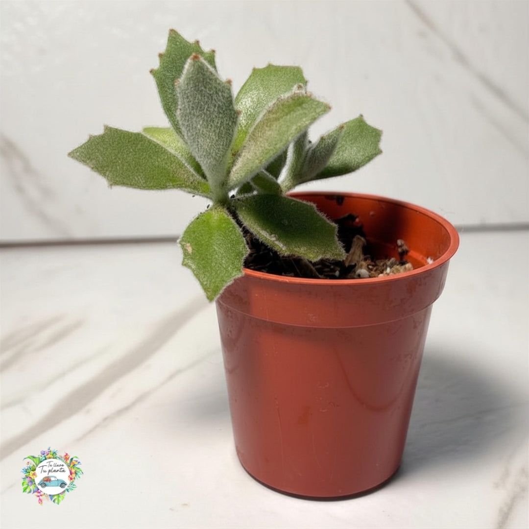 Kalanchoe Behartii “2