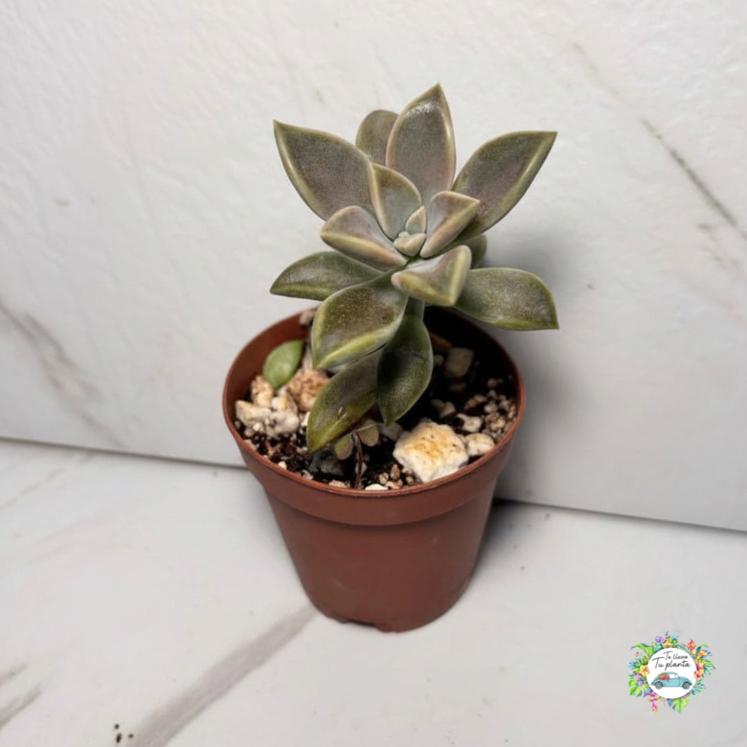Echeveria Paraguayense “2