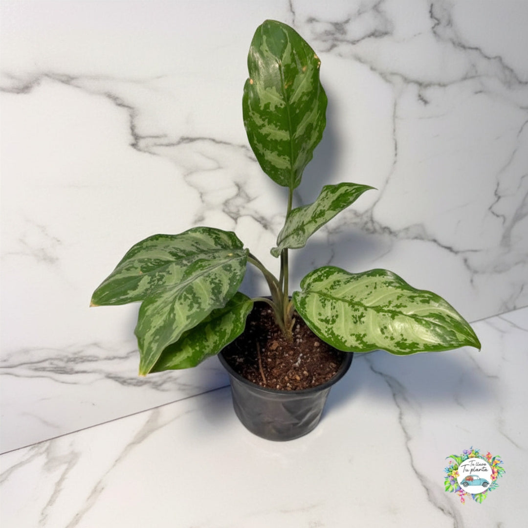 Aglaonema Maria “4