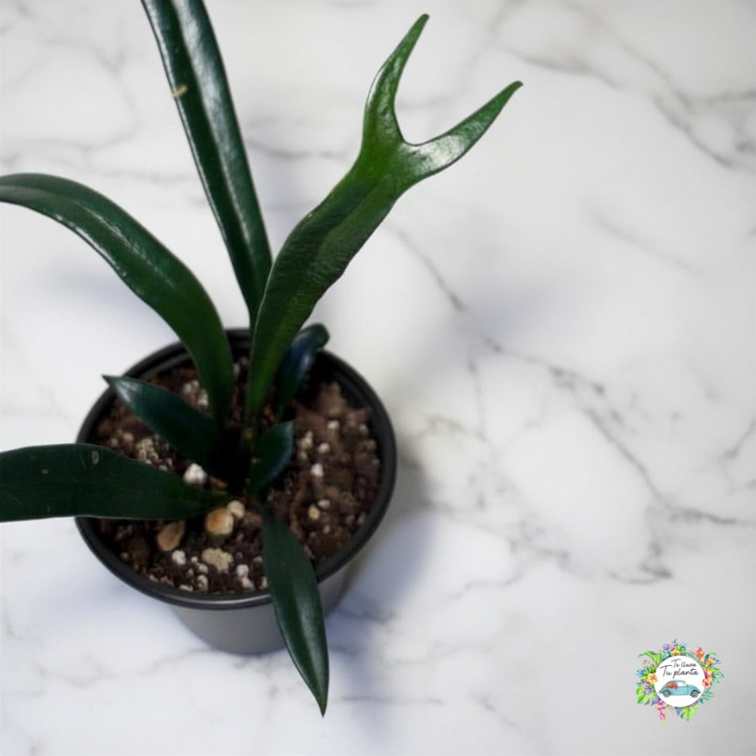 Helecho Microsorum Thailandicum “4