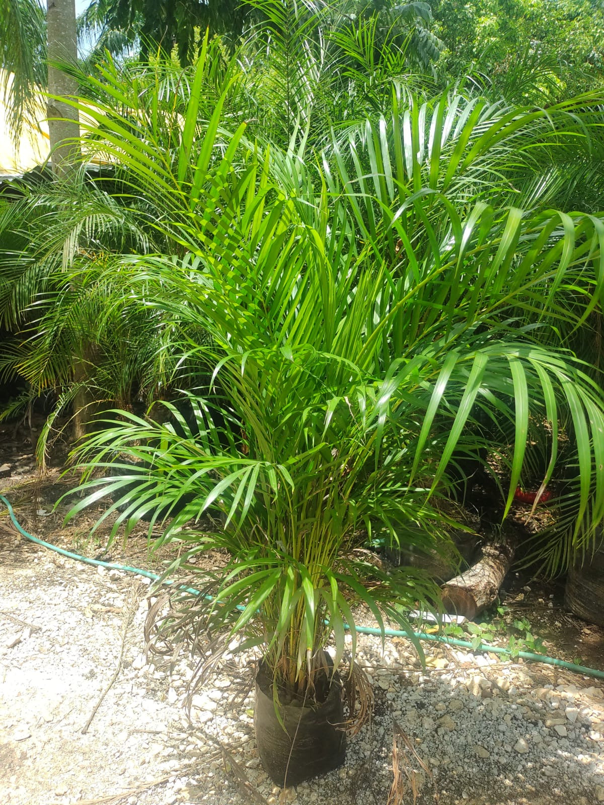 Palma Areca 1.75| 1.80