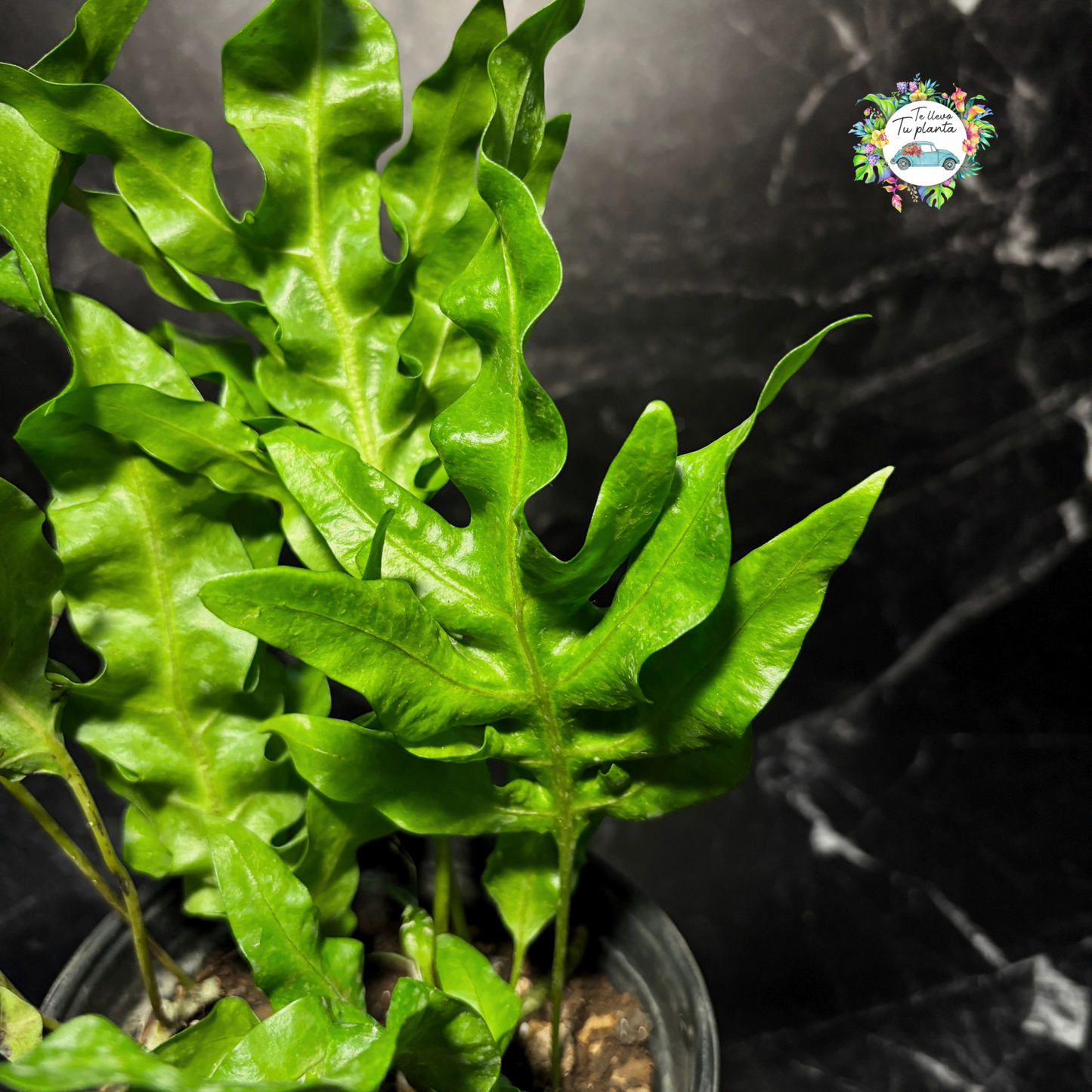 Helecho Polypodium Twister (green wave o curly)