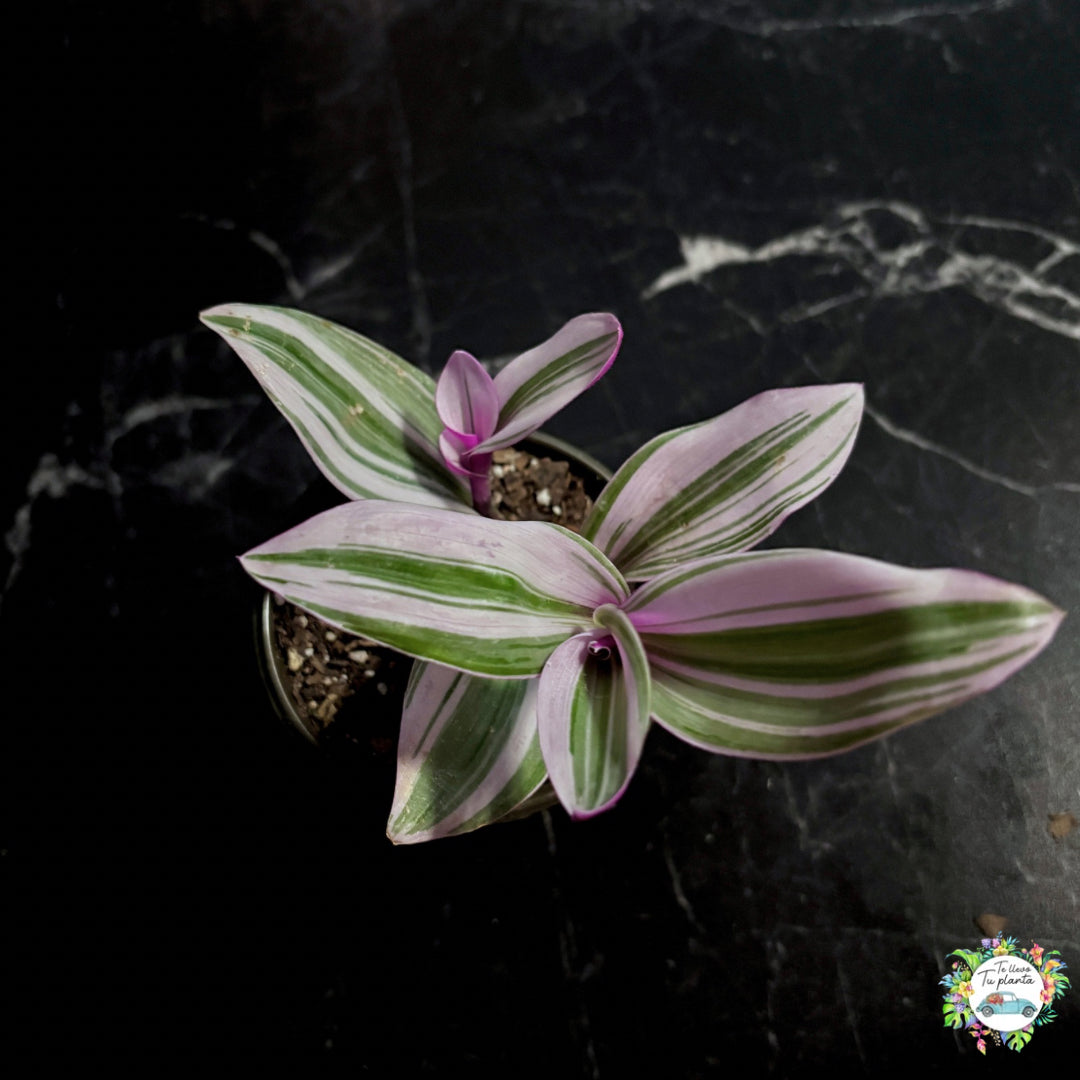 Tradescantia Albiflora (Nanouk) “4