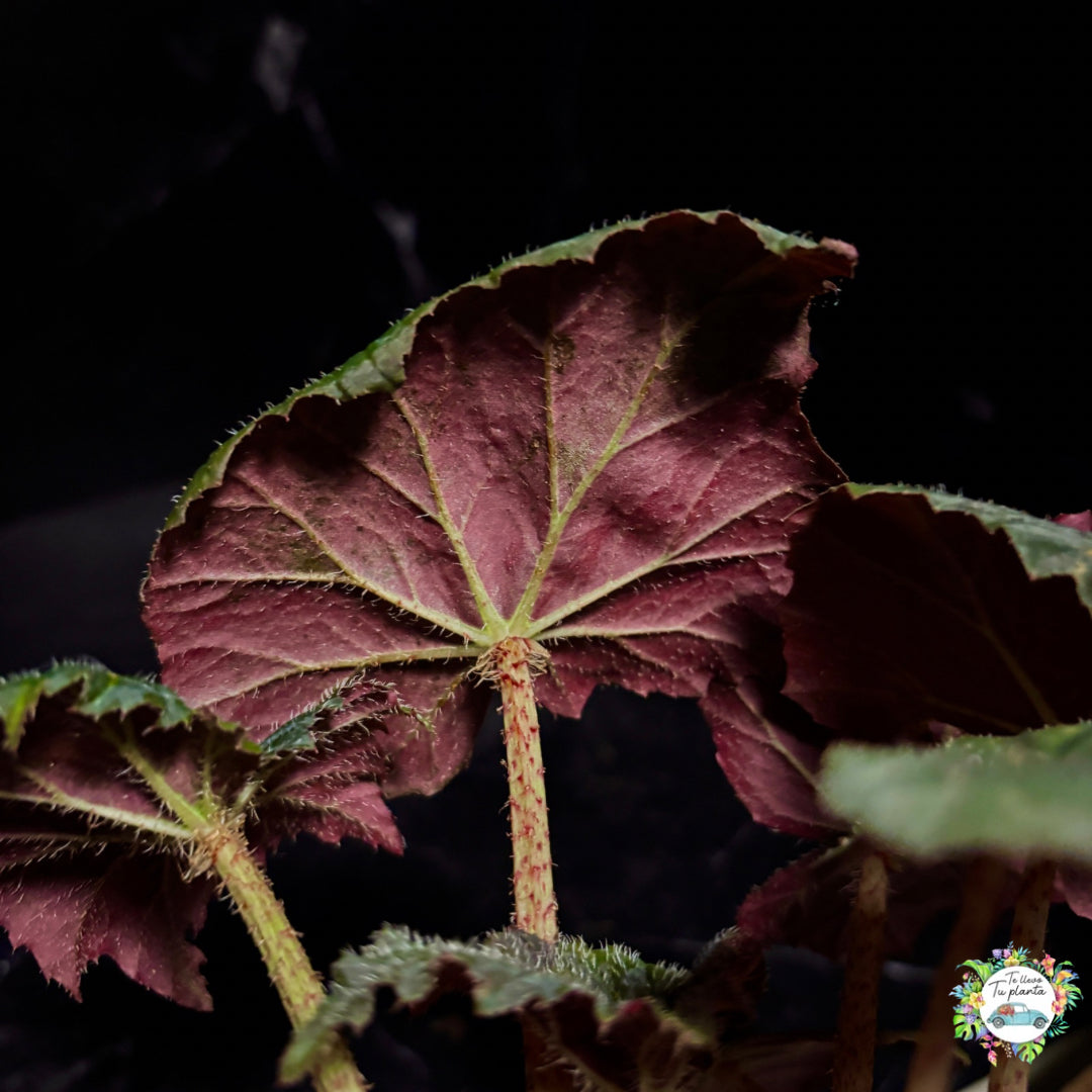 Begonia black velvet “5