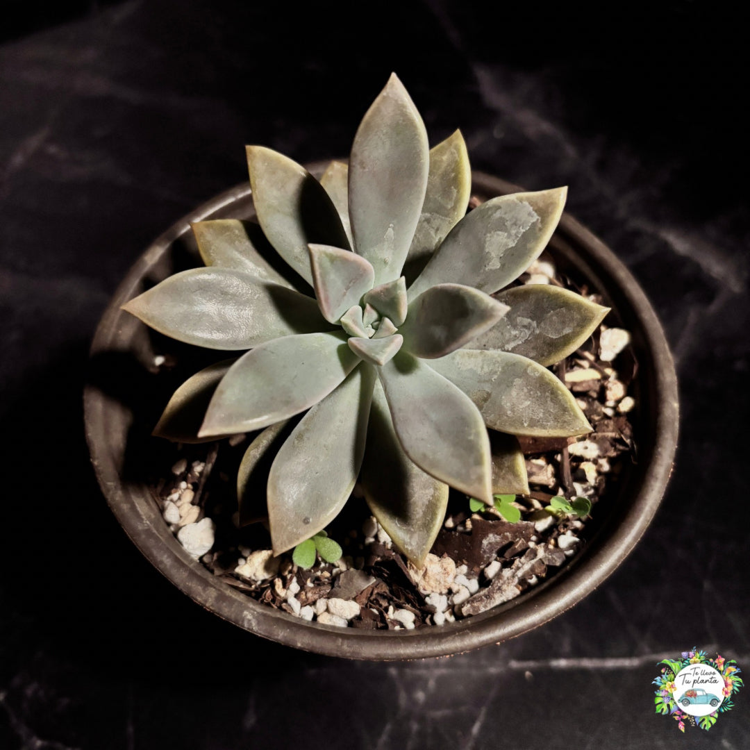 Echeveria Paraguayense “5