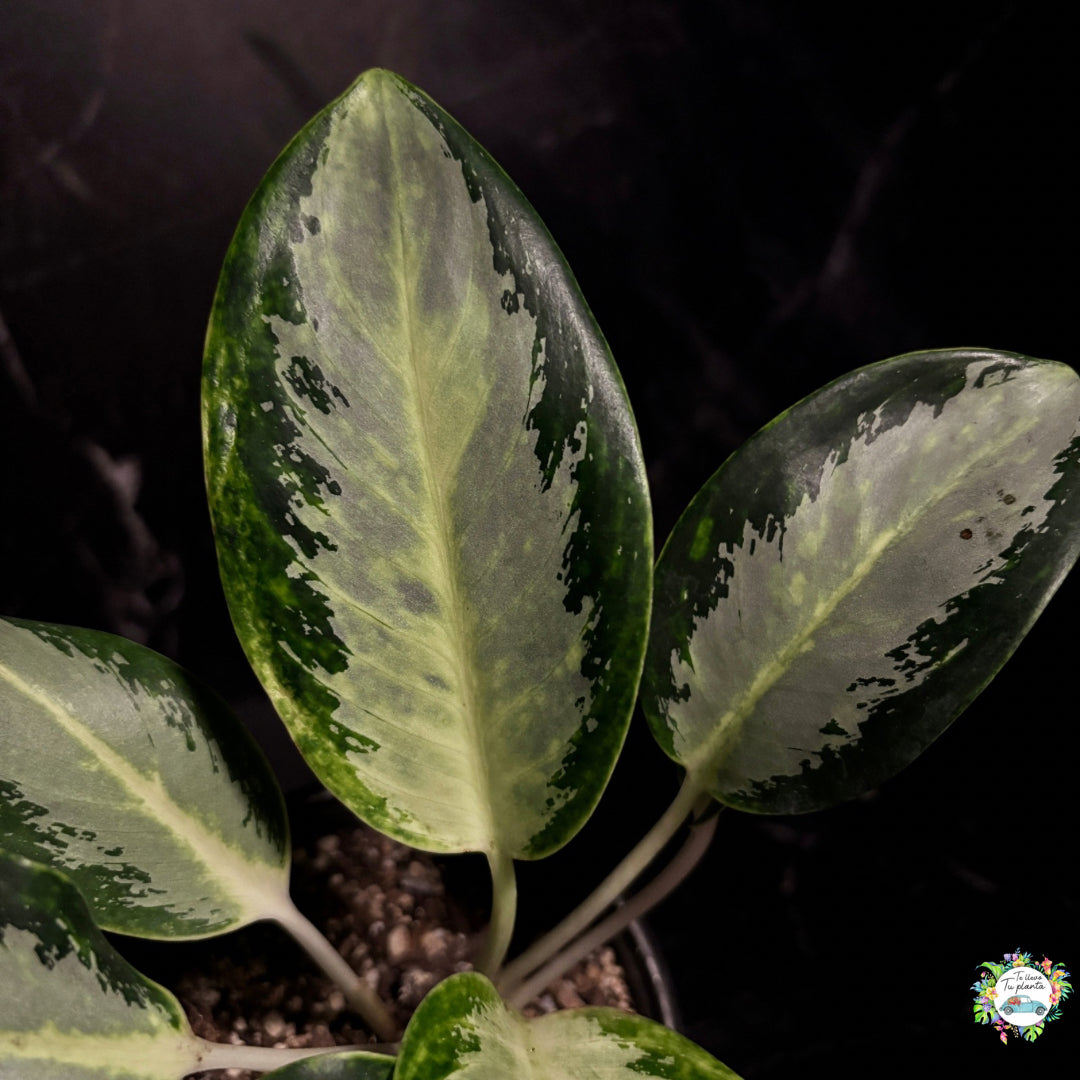 Aglaonema Green Bowl “4
