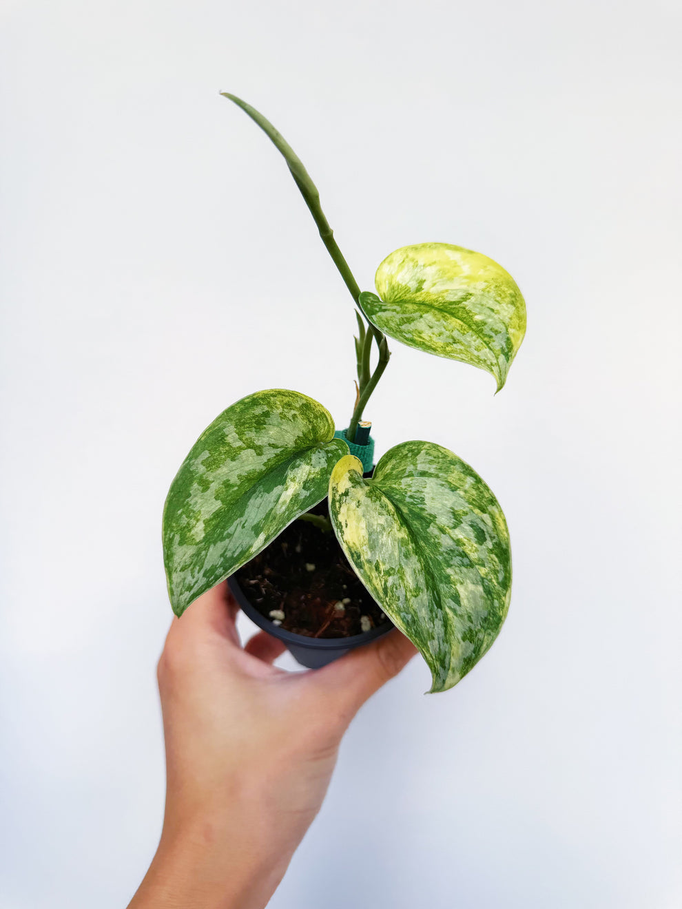 Scindapsus Geulis “4