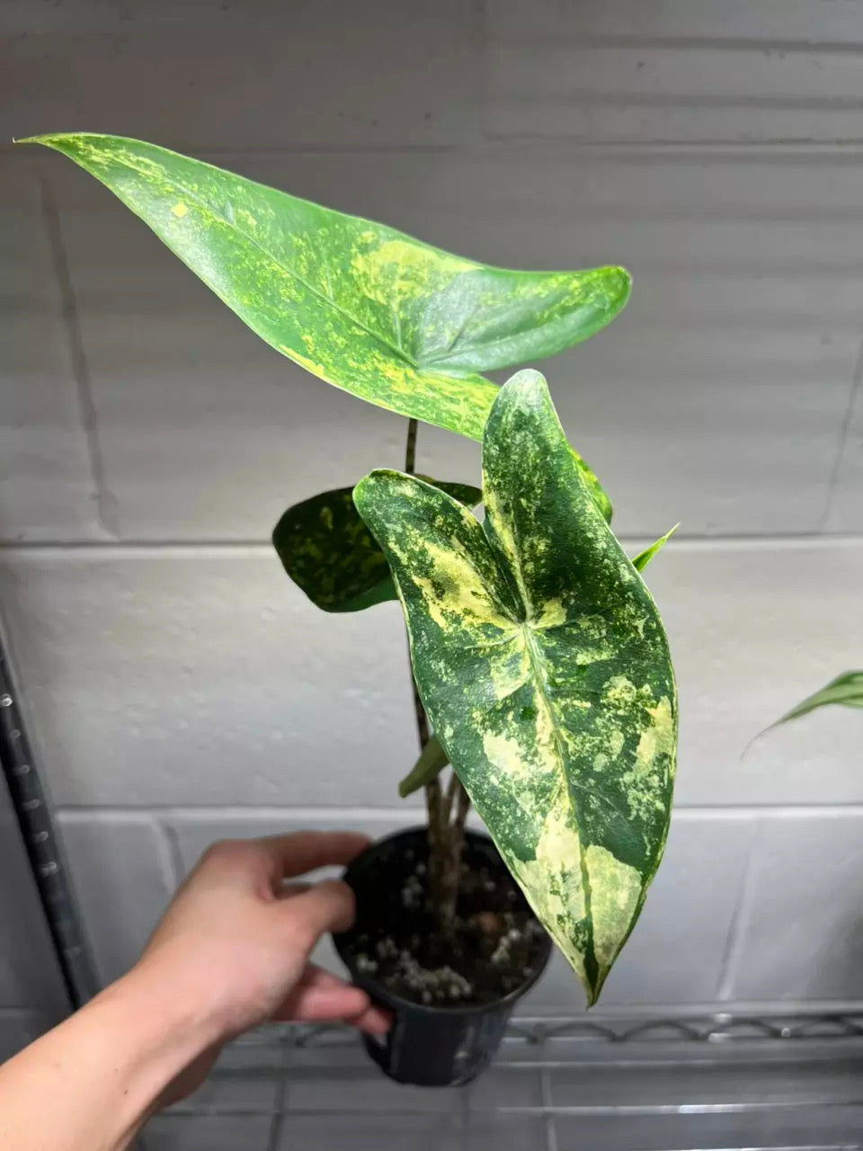 Alocasia Zebrina Aurea “4