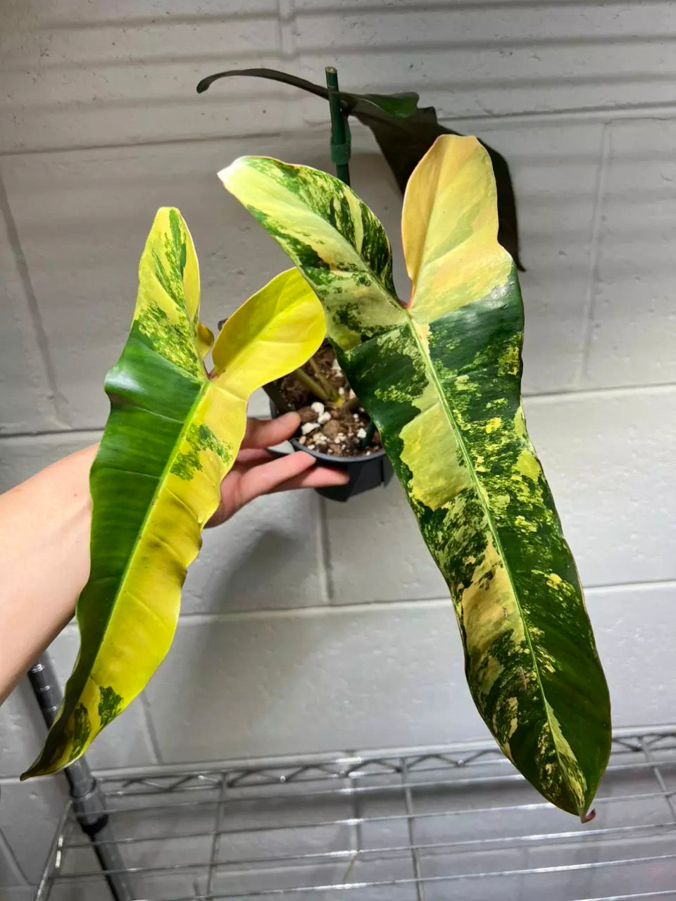 Philodendron Brown Beauty “4 (planta exacta)