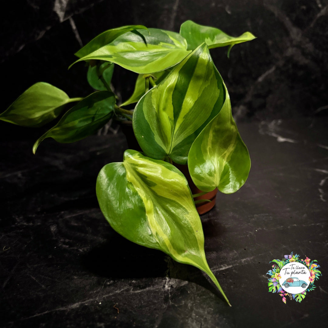 Philodendron Carnival “4