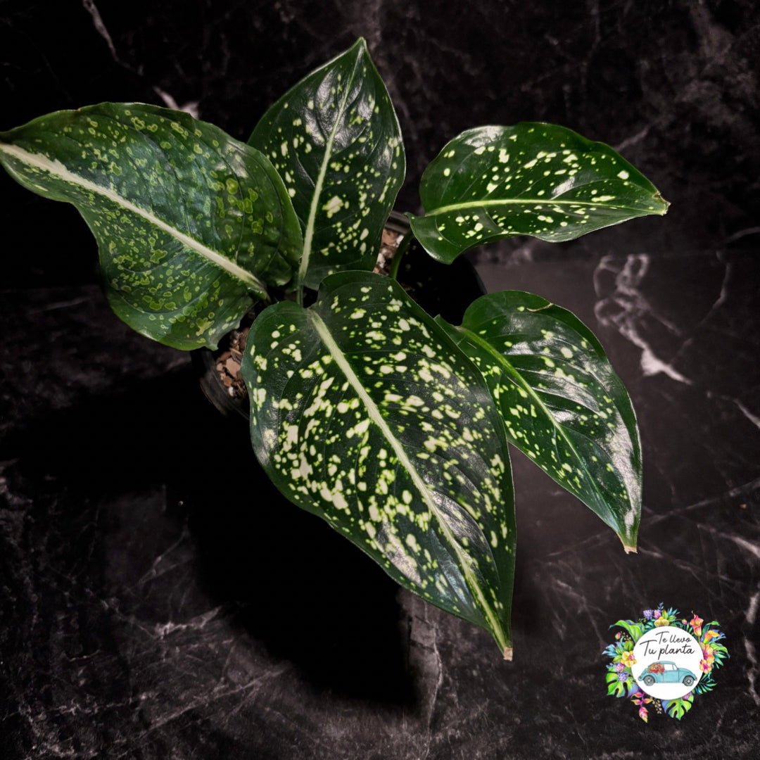 Aglaonema Costatum “5