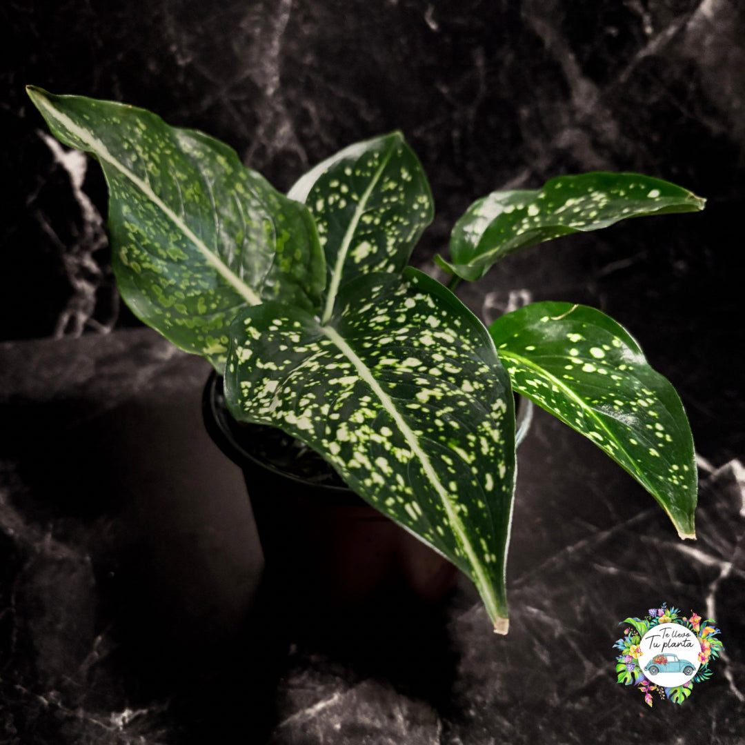 Aglaonema Costatum “5