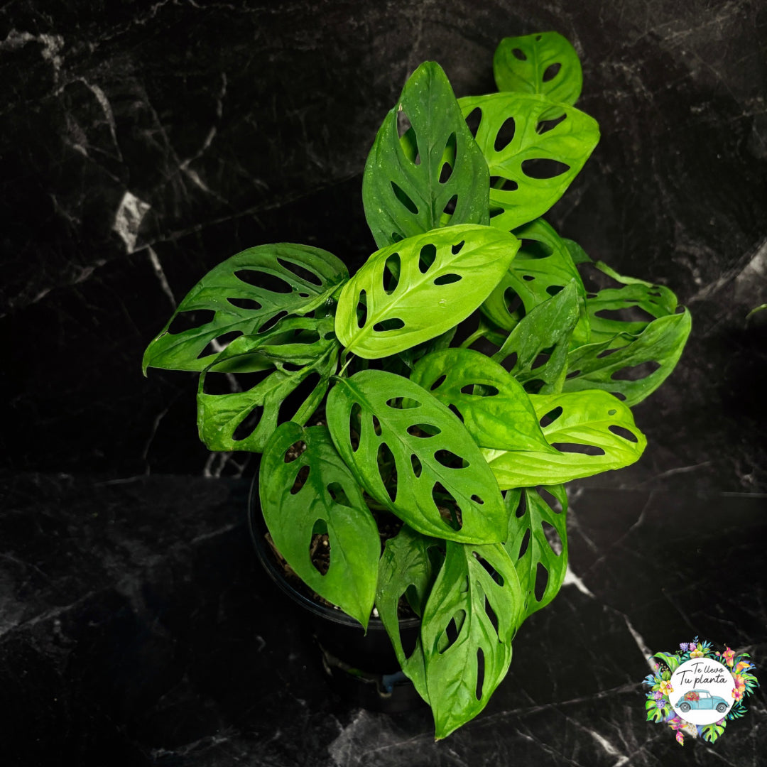 Monstera Adansonii “6