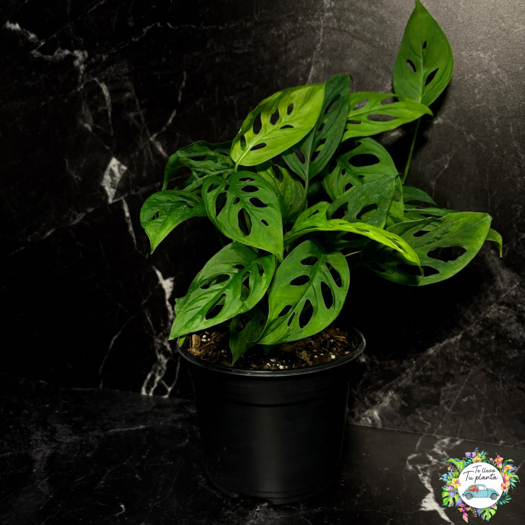 Monstera Adansonii “6