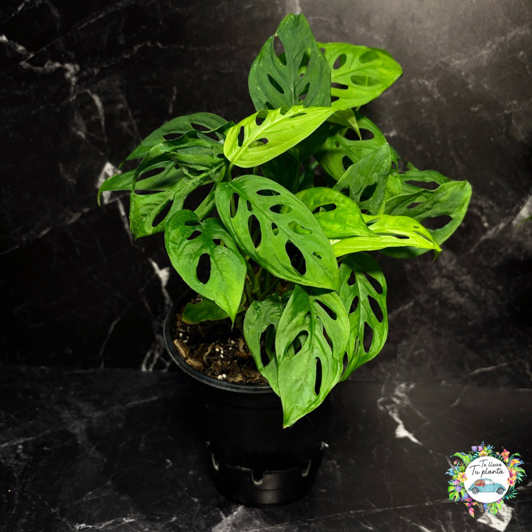 Monstera Adansonii “6