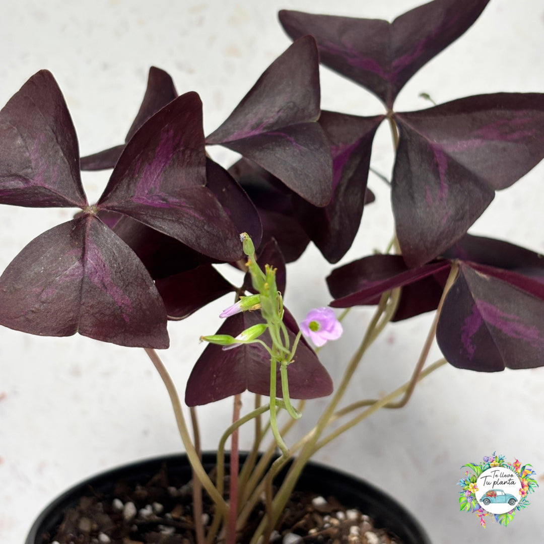 Oxalis Triangularis “5