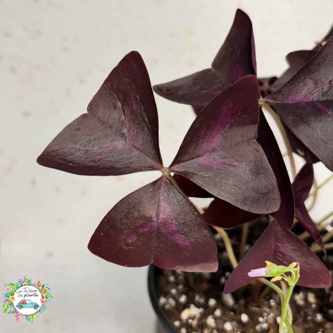 Oxalis Triangularis “5