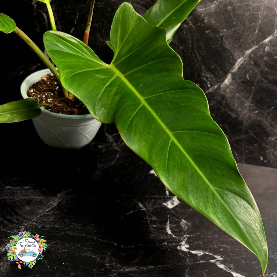 Philodendron Red Weeks “7