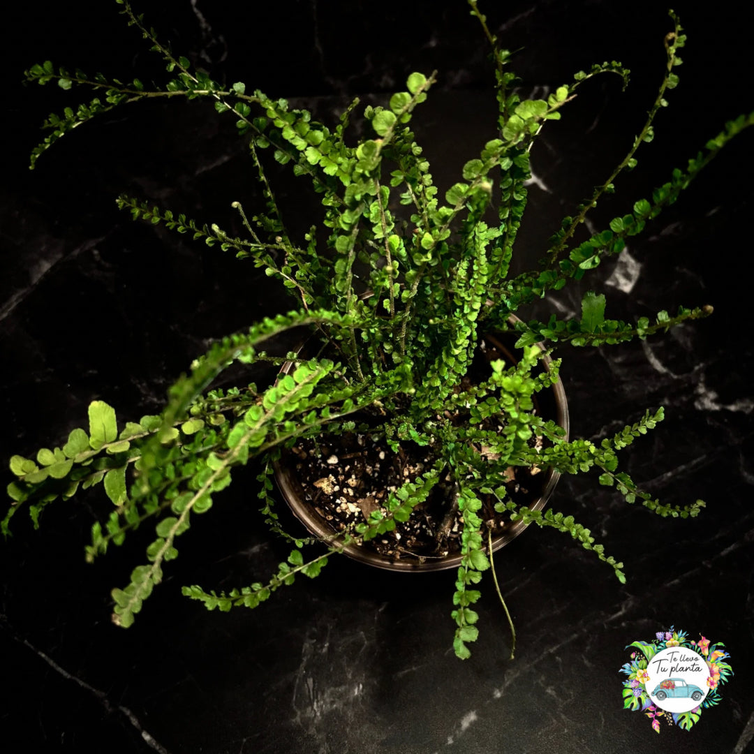 Helecho Nephrolepis Cordiflora #5 (Lemon Button)