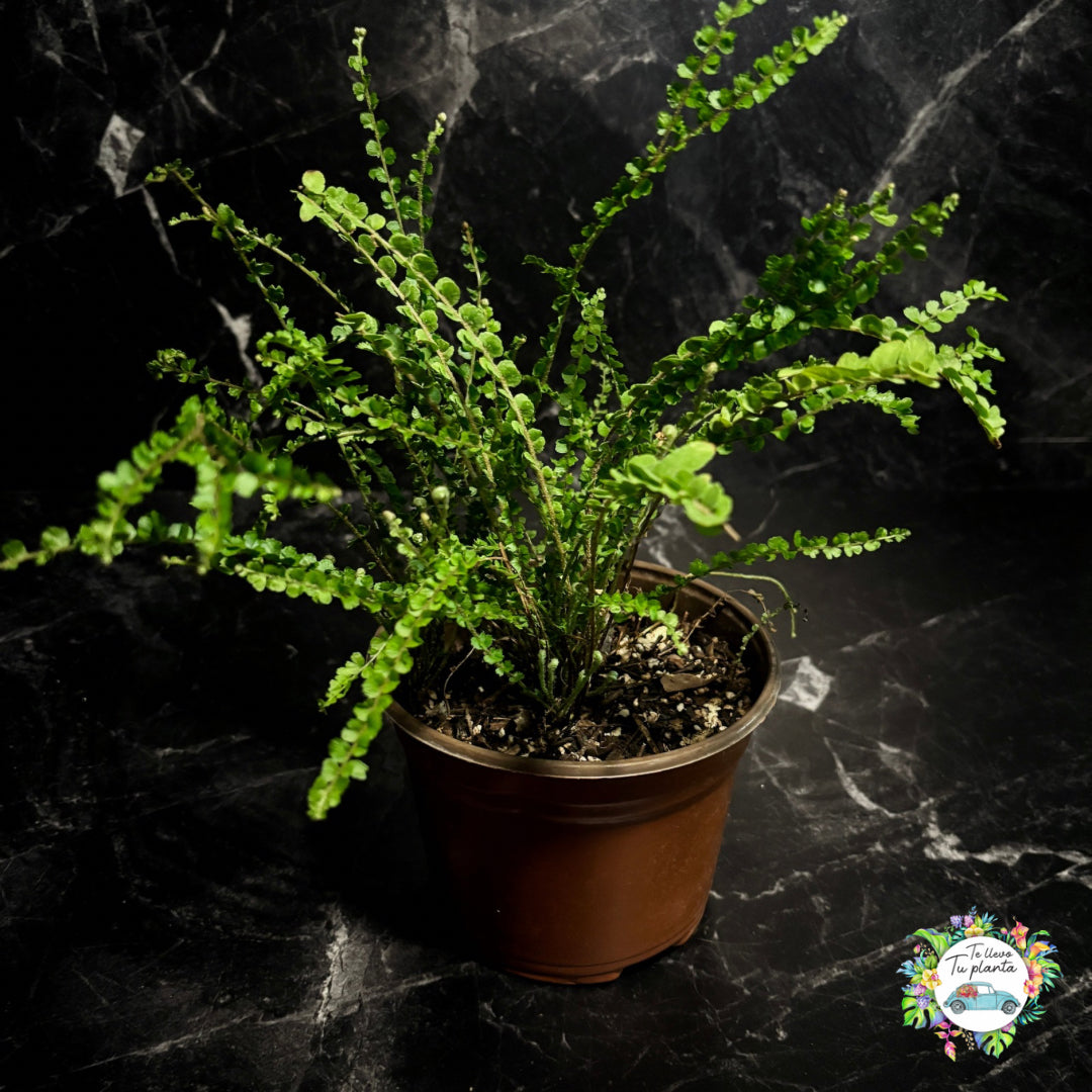 Helecho Nephrolepis Cordiflora #5 (Lemon Button)